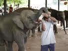 ELEPHANT ORPHANAGE - PINNAWALA - SRI LANKA